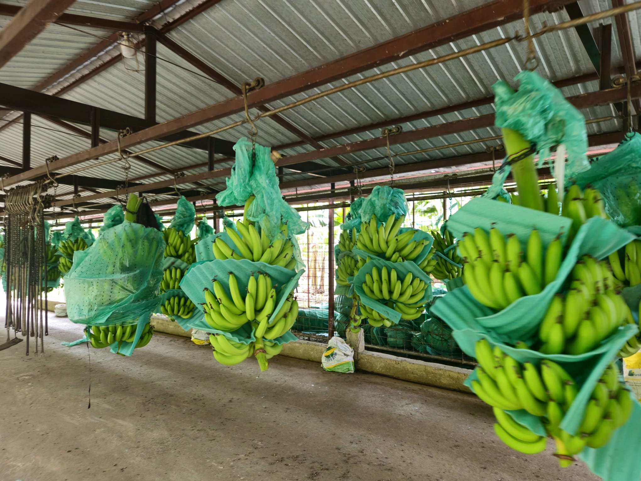 Plantación de banano Ecuador