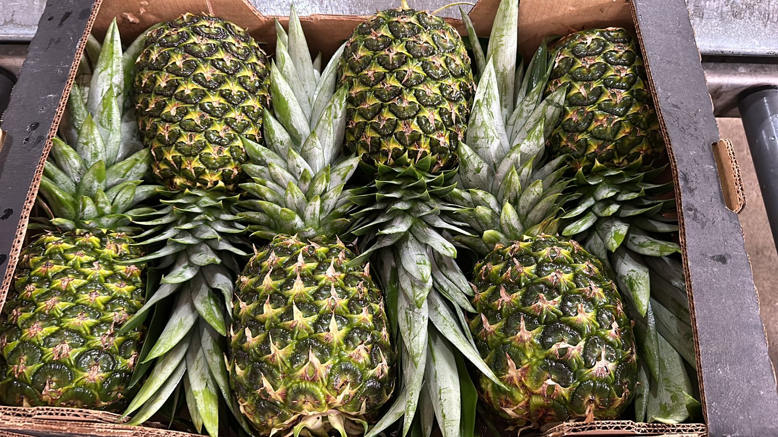 Piñas verdes empacadas