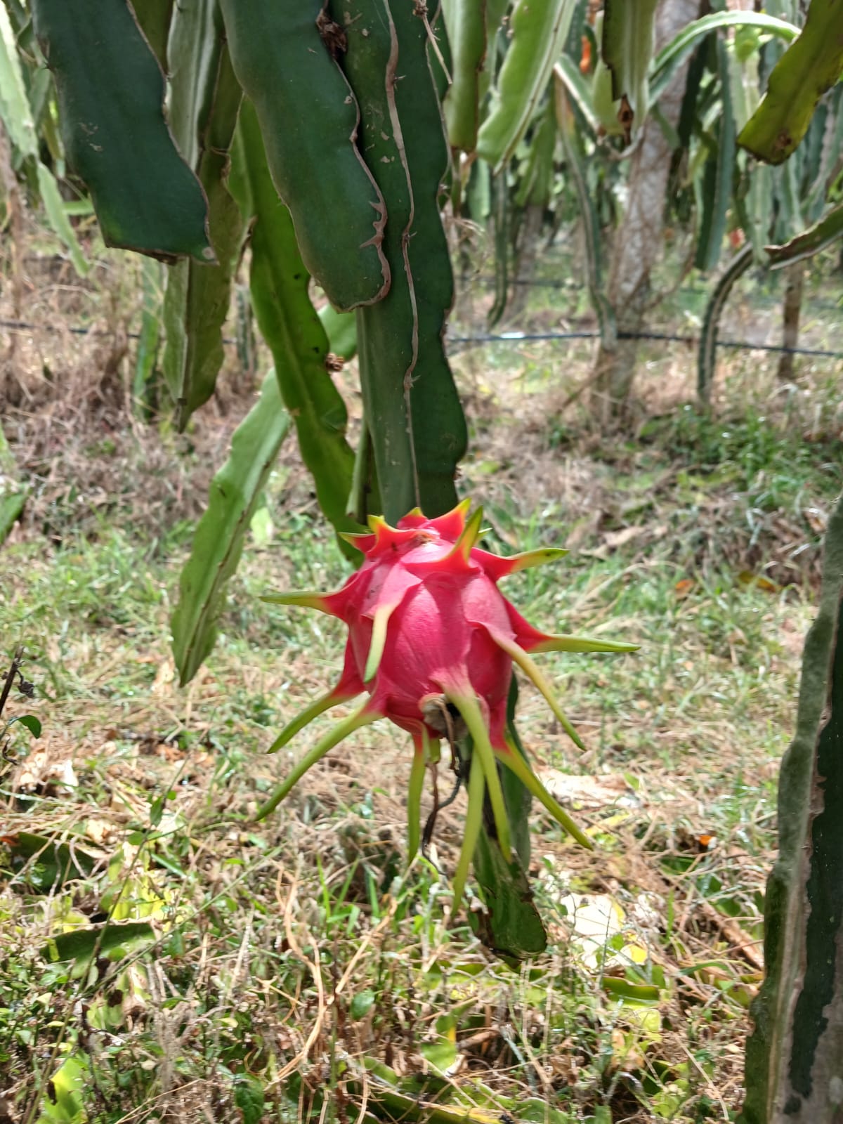 Pitahaya cortada